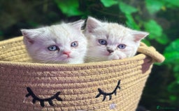 Scottish Fold cats for sale: TICA Full Pedigree kitten available  - Image 1