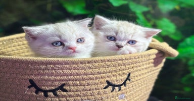 Scottish Fold cats - Advert 16