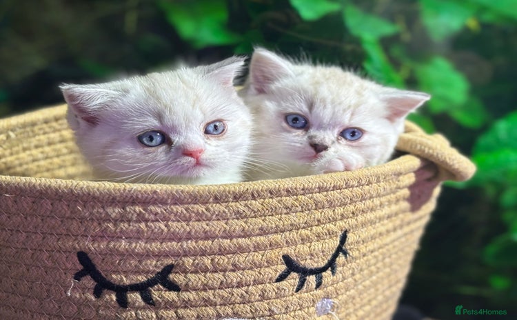 Scottish Fold cats - Advert 3