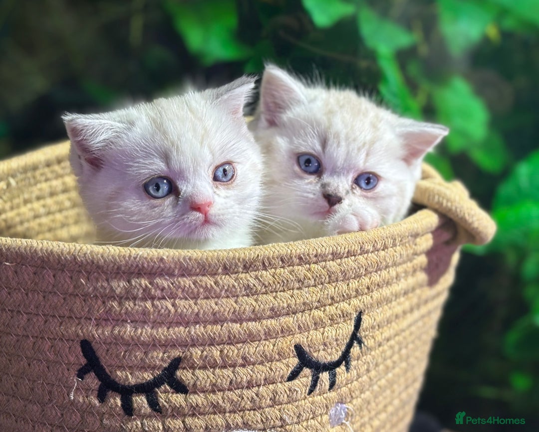 Scottish Fold cats for sale: TICA Full Pedigree kitten available  - Image 1