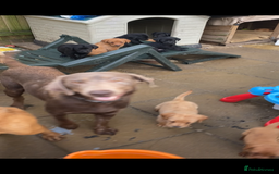 Labrador Retriever dogs for sale: Kc reg Labrador puppies injections flea worm chip - Image 5