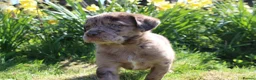 Labradoodle dogs for sale: Stunning Red Merle and Chocolate Labradoodle Pups in Auchterarder - Advert 3