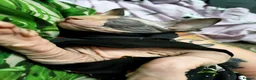 Sphynx cats for sale:  Beautiful Canadian Sphynx Female  - Advert 6