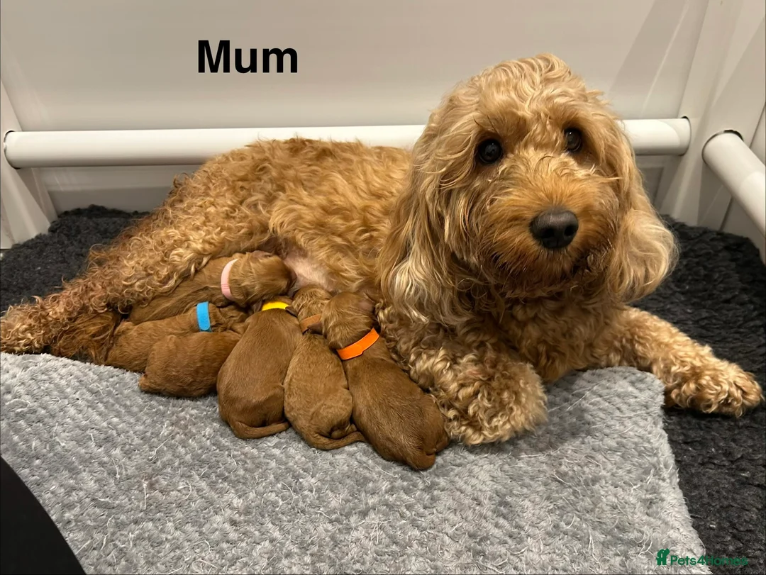 Cockapoo dogs for sale: 🐾 STUNNING F1B RED MINIATURE COCKAPOO PUPPIES  - Advert 2