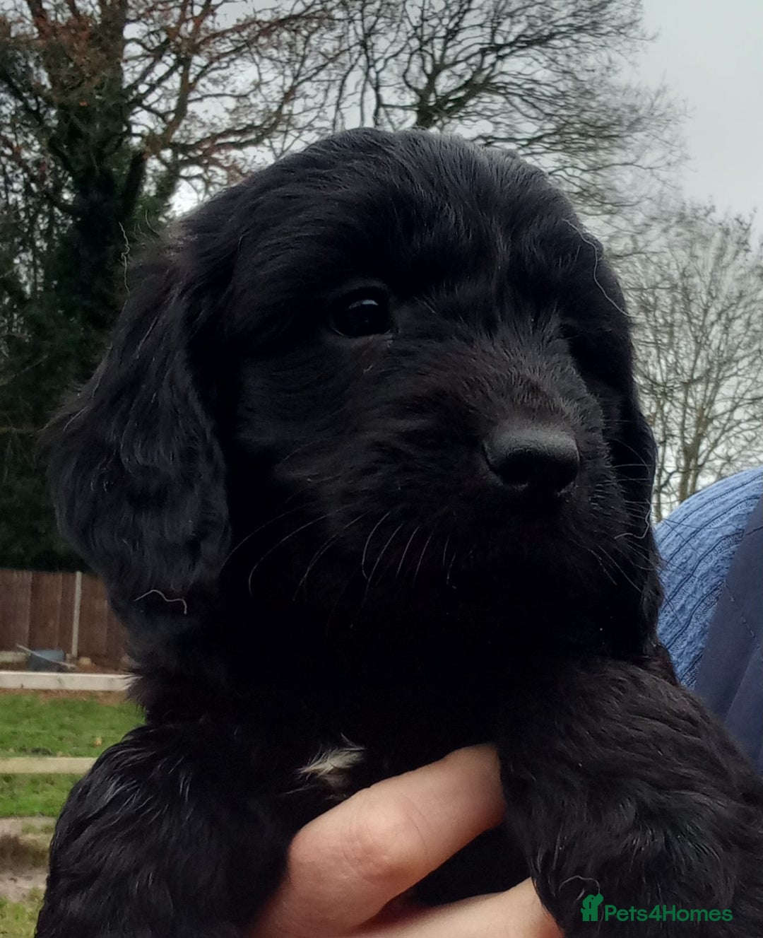 Sproodle dogs for sale: Sproodle pups for sale - Advert 1