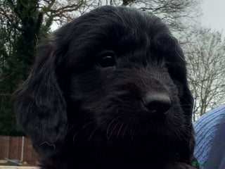 Sproodle dogs Sproodle pups for sale - Advert 1