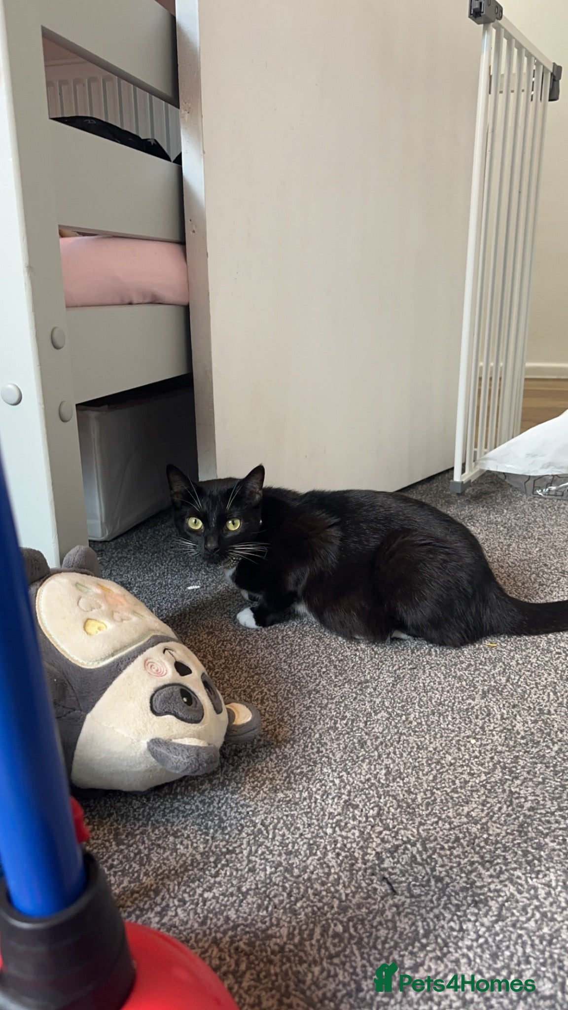 British Shorthair cats READY TO LEAVE KITTENS - Advert 6