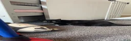 British Shorthair cats for sale: READY TO LEAVE KITTENS - Advert 1