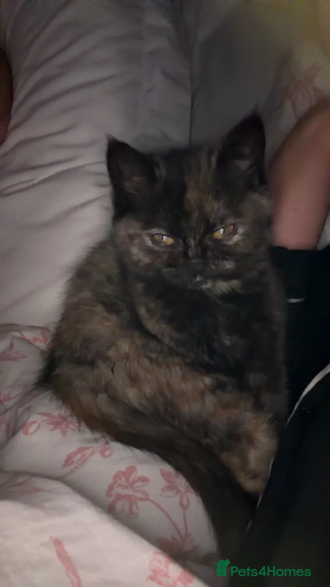 Ragdoll cats for sale: Ragdoll x BSH - Advert 2