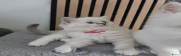 Ragdoll cats for sale: 🩷TICA registered Ragdolls🩷 - Advert 12