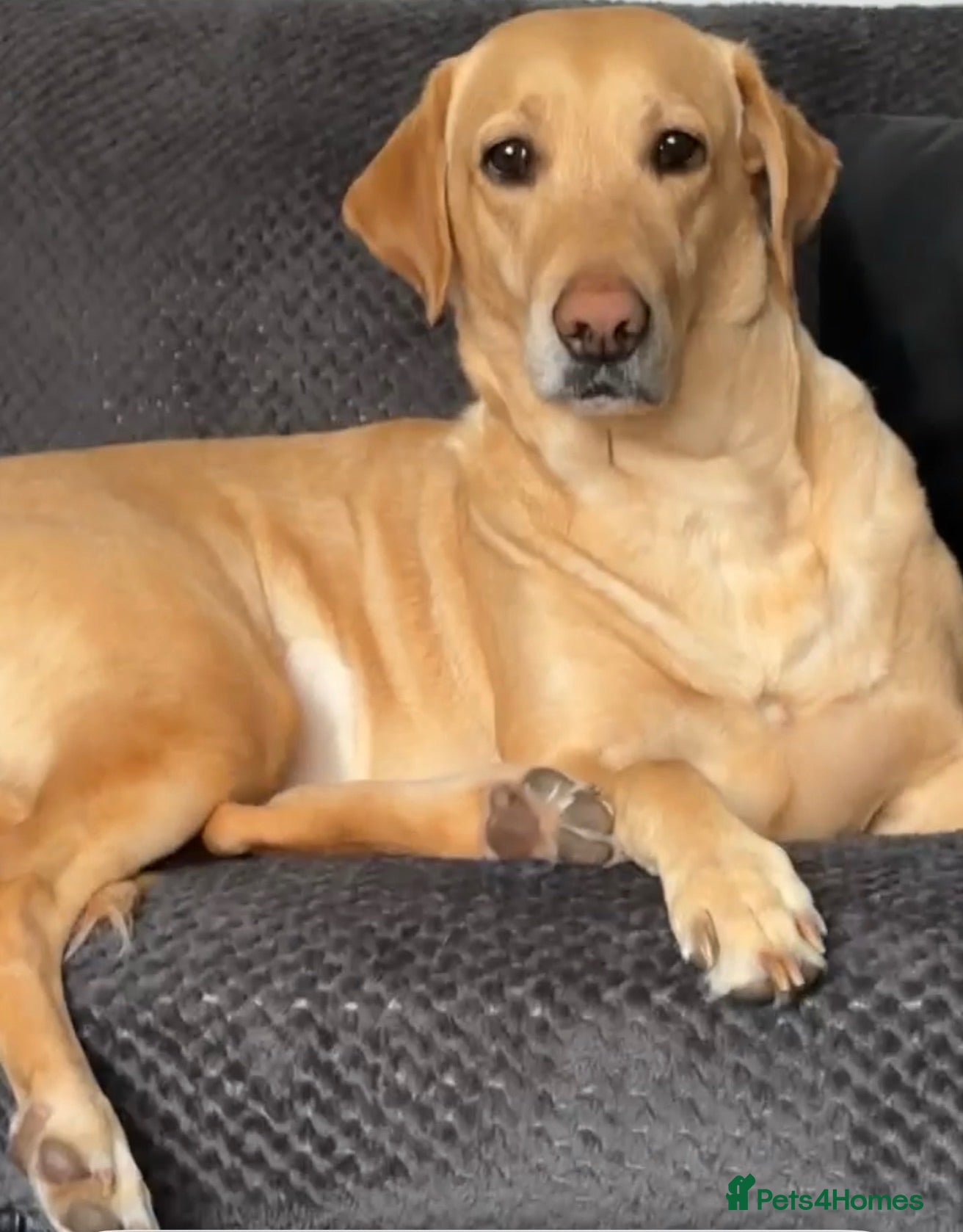 Labrador Retriever dogs Exceptional Labrador puppies  - Advert 1