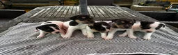 Jack Russell dogs for sale: Jack russel puppies for sale - Advert 1