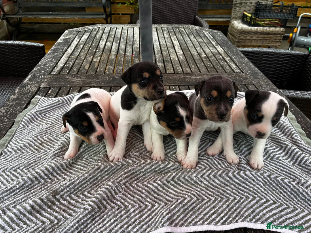 Jack Russell dogs for sale: Jack russel puppies for sale - Advert 1