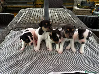 Jack Russell dogs Jack russel puppies for sale - Advert 7