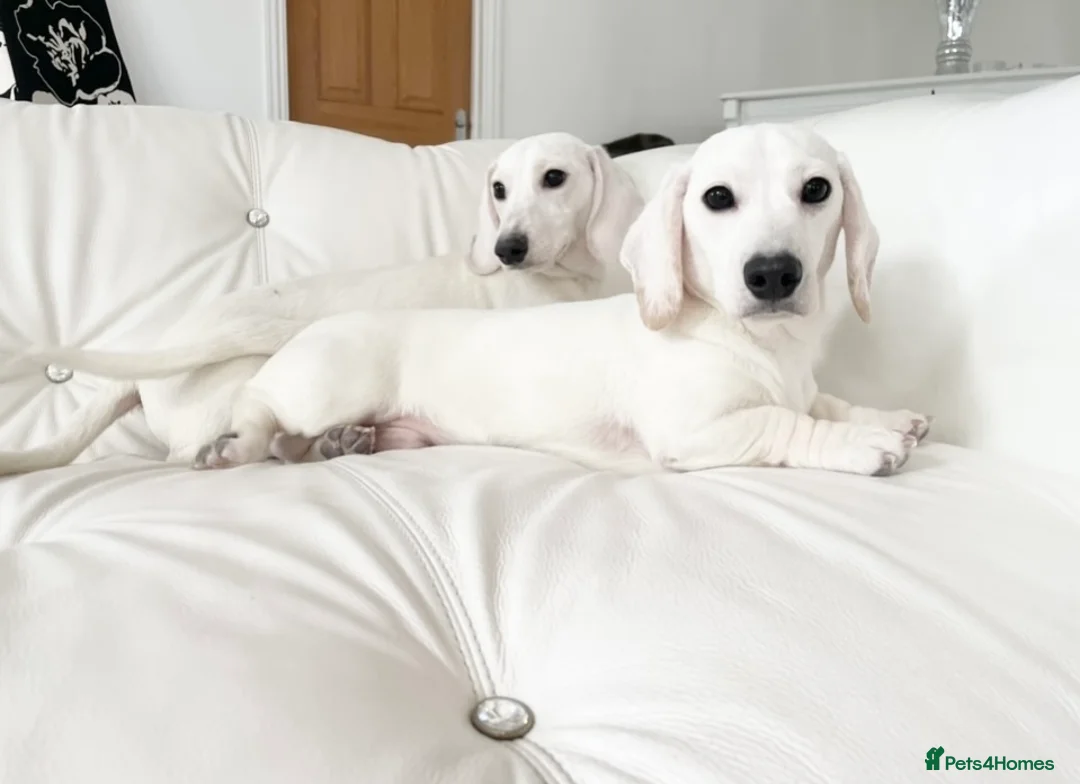 Miniature Dachshund dogs for stud: Award winning award-KC Pure White GHOST Smooth - Advert 2