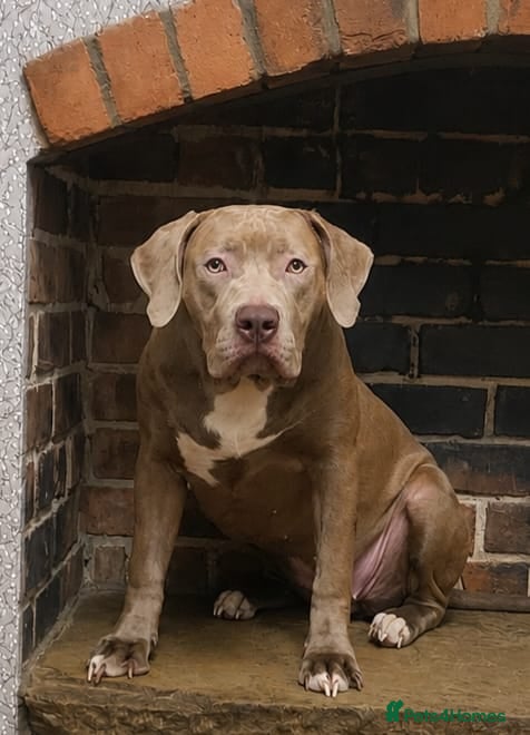 Mastiff dogs Mastiff Puppies for urgent rehome - Advert 16