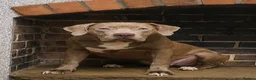 Mastiff dogs for sale: Mastiff Puppies for urgent rehome in Wirral - Advert 1