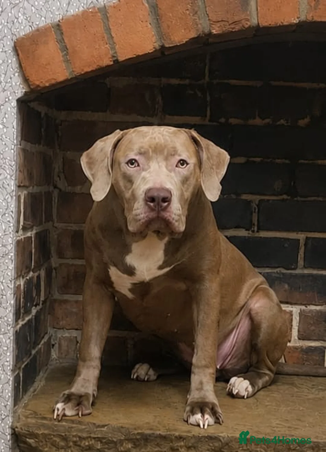 Mastiff dogs for sale: Mastiff Puppies for urgent rehome in Wirral - Advert 1