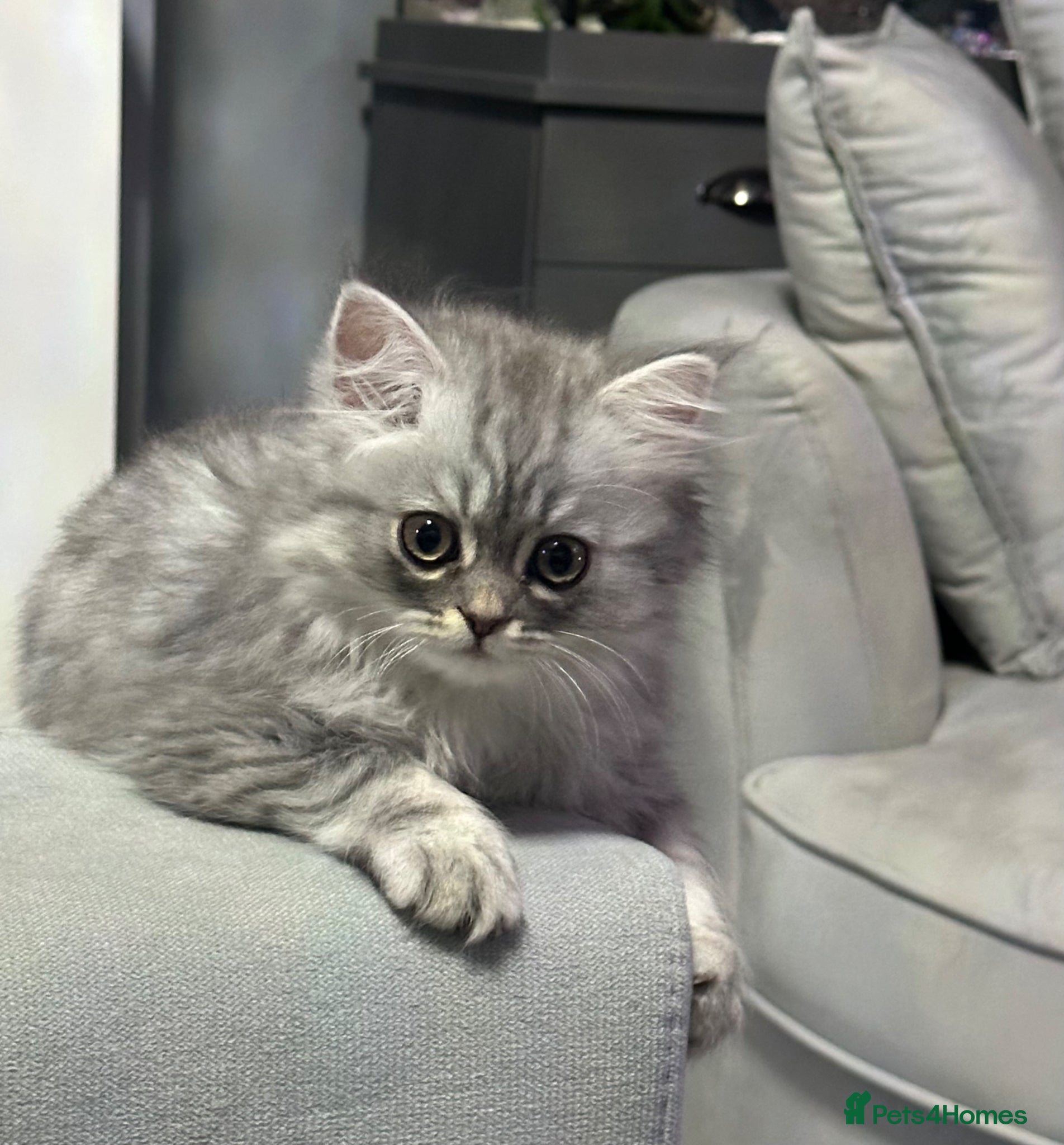 Persian cats Pure Persian long coat kitten’s - Advert 1