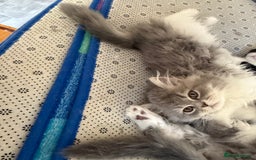Persian cats for sale: Kitten  - Image 21