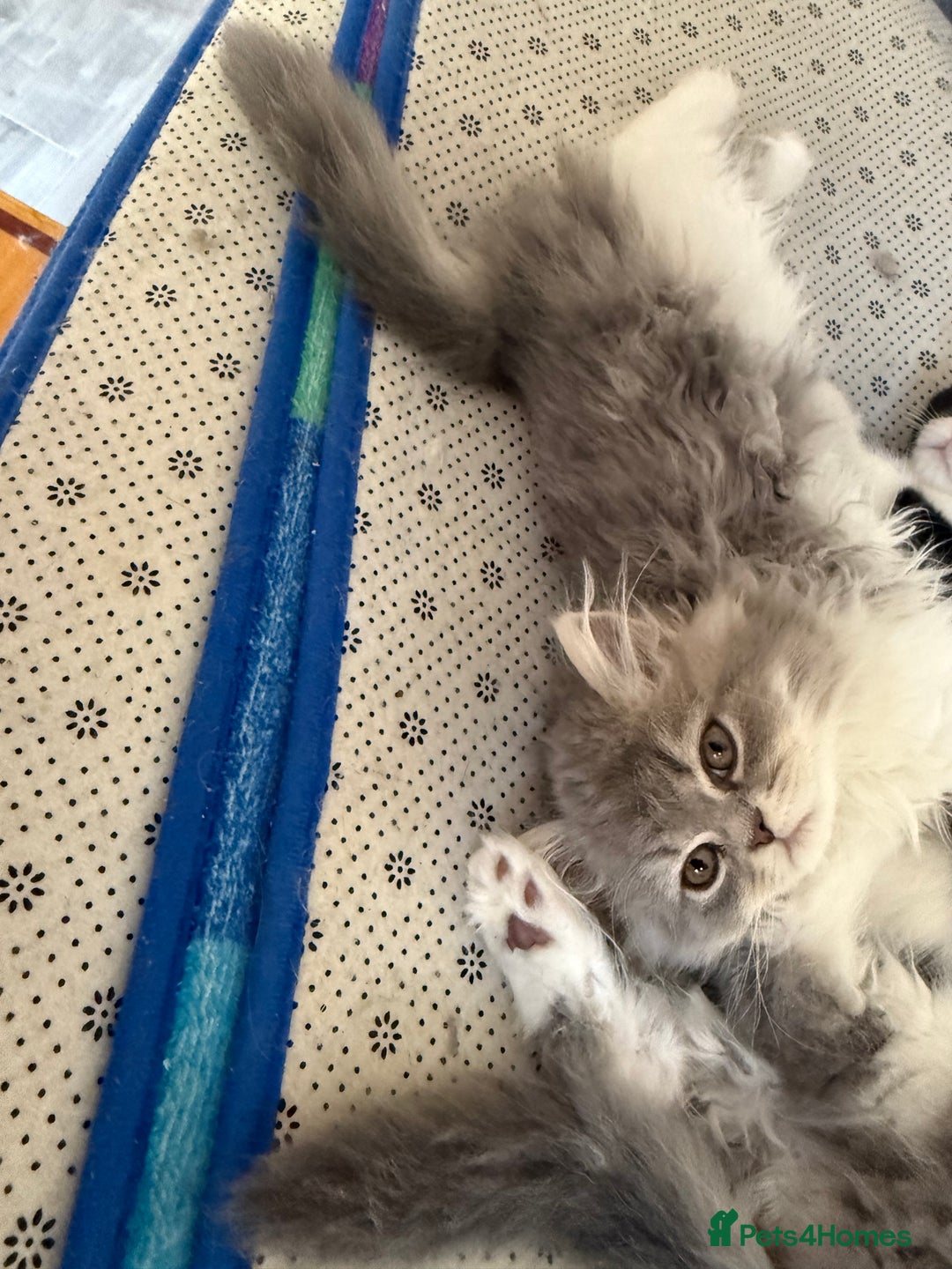 Persian cats for sale: Kitten  - Image 21