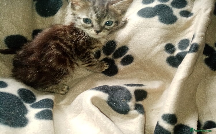 Mixed Breed cats - Advert 1