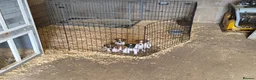 Jack Russell dogs for sale: Old fashion type Miniature jack russell puppies - Advert 8