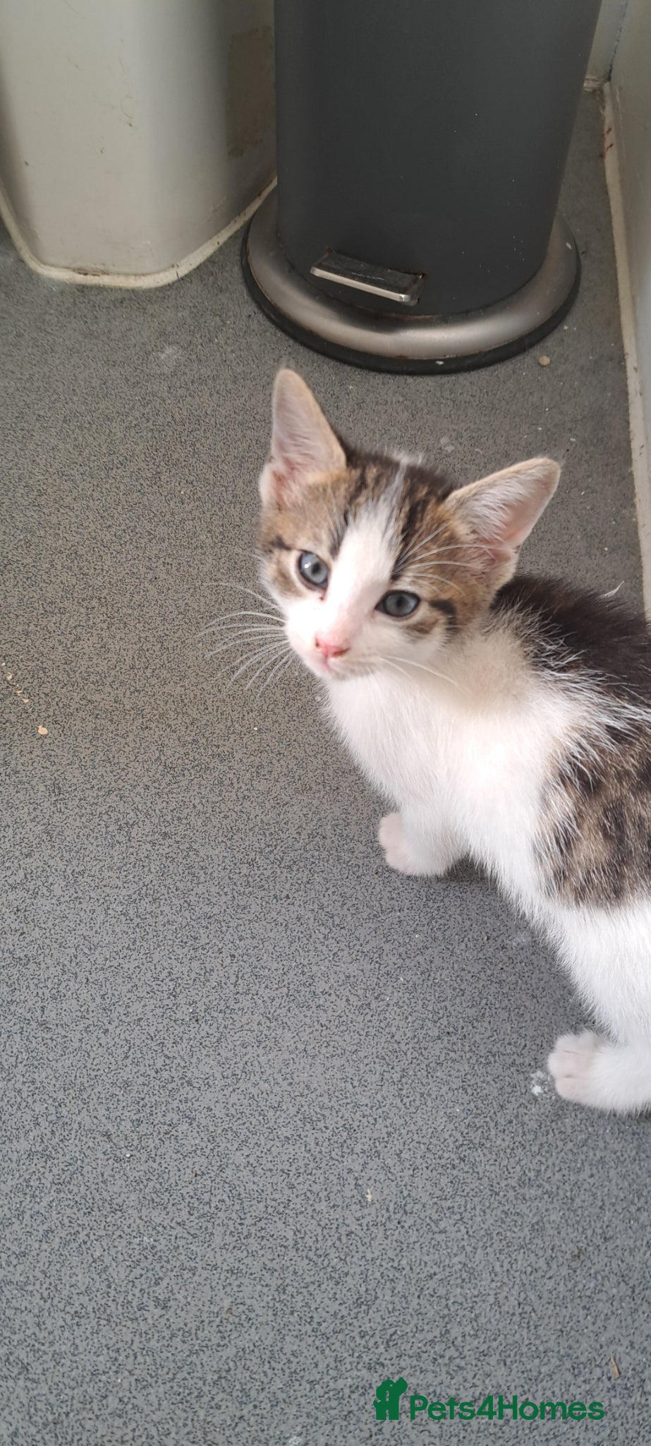 Mixed Breed cats Female kitten - Advert 1