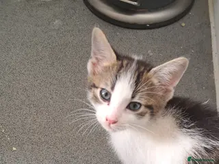 Mixed Breed cats Female kitten - Advert 4