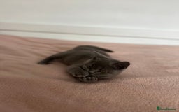 British Shorthair cats for sale: ChampionLine Kittens ready now  - Image 17