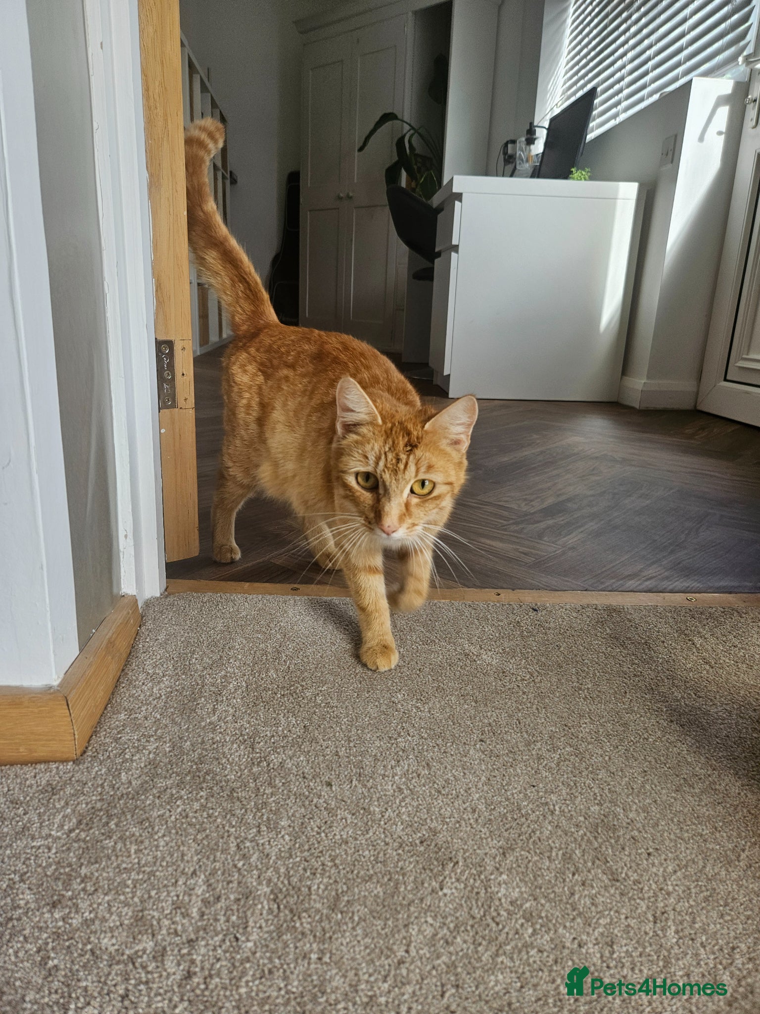 Mixed Breed cats for sale: Kittens  - Advert 6