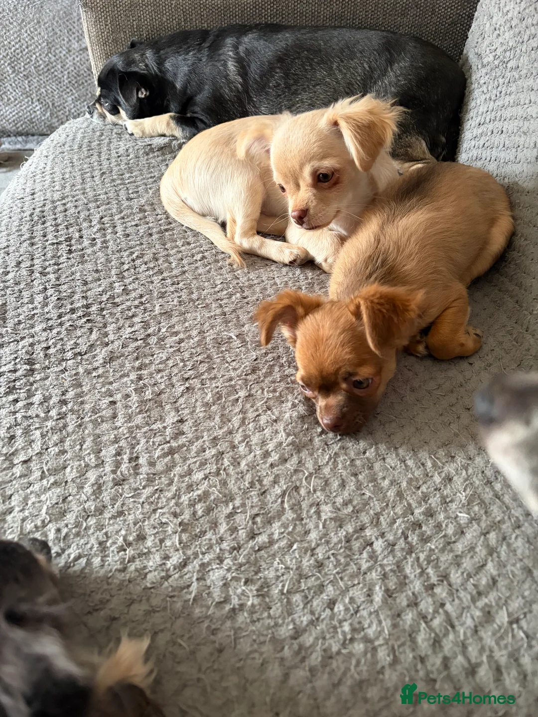 Chihuahua dogs for sale: Only 3 KC Registered perfect boys available  - Advert 4