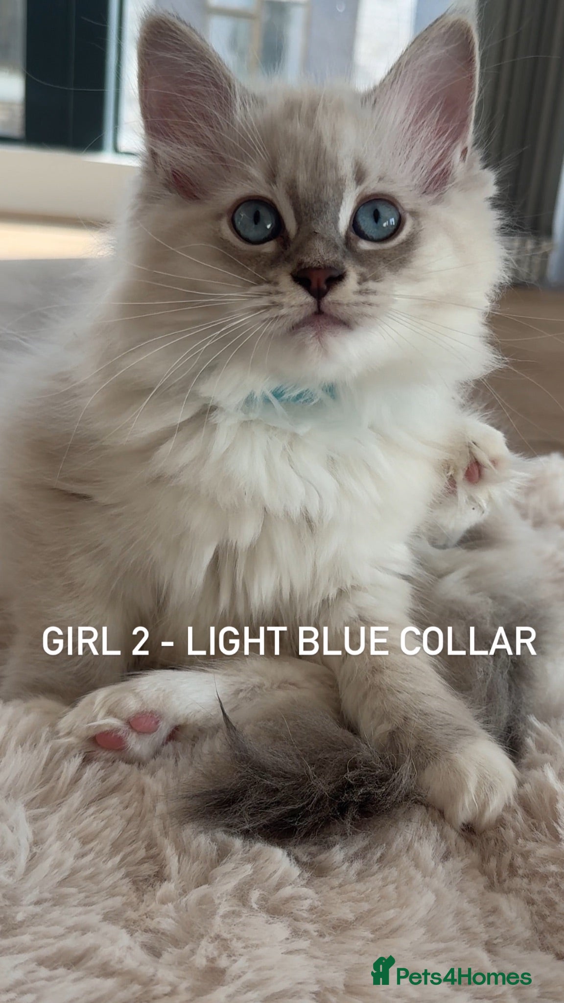 Ragdoll cats **LAST FEW REMAINING** - LUXURY RAGDOLL KITTENS  - Advert 2