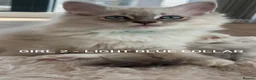 Ragdoll cats for sale: LUXURY RAGDOLL KITTENS  - Advert 5