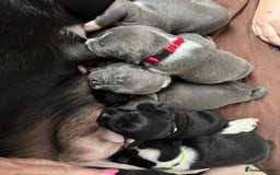 Staffordshire Bull Terrier dogs for sale: 9 chunky stuffy puppies - Image 3
