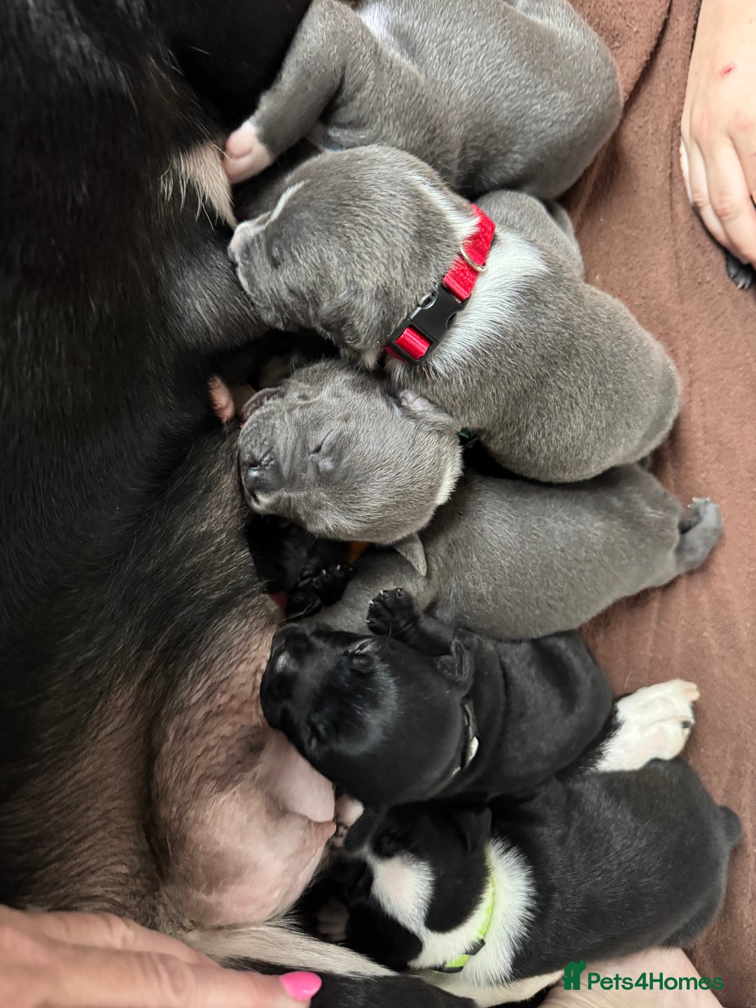Staffordshire Bull Terrier dogs for sale: 9 chunky stuffy puppies - Image 3