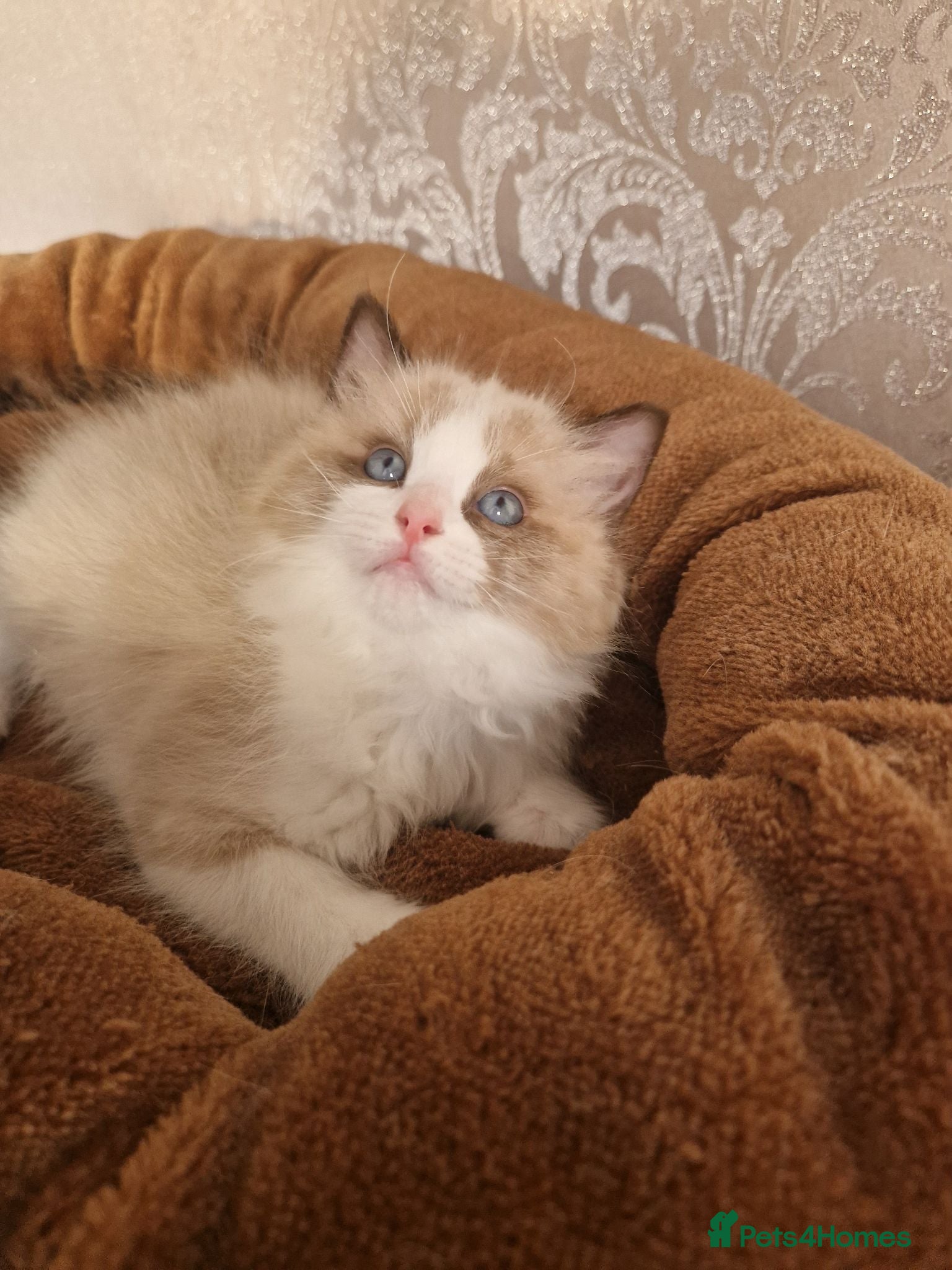 Ragdoll cats Show quality Ragdoll kittens - Advert 2