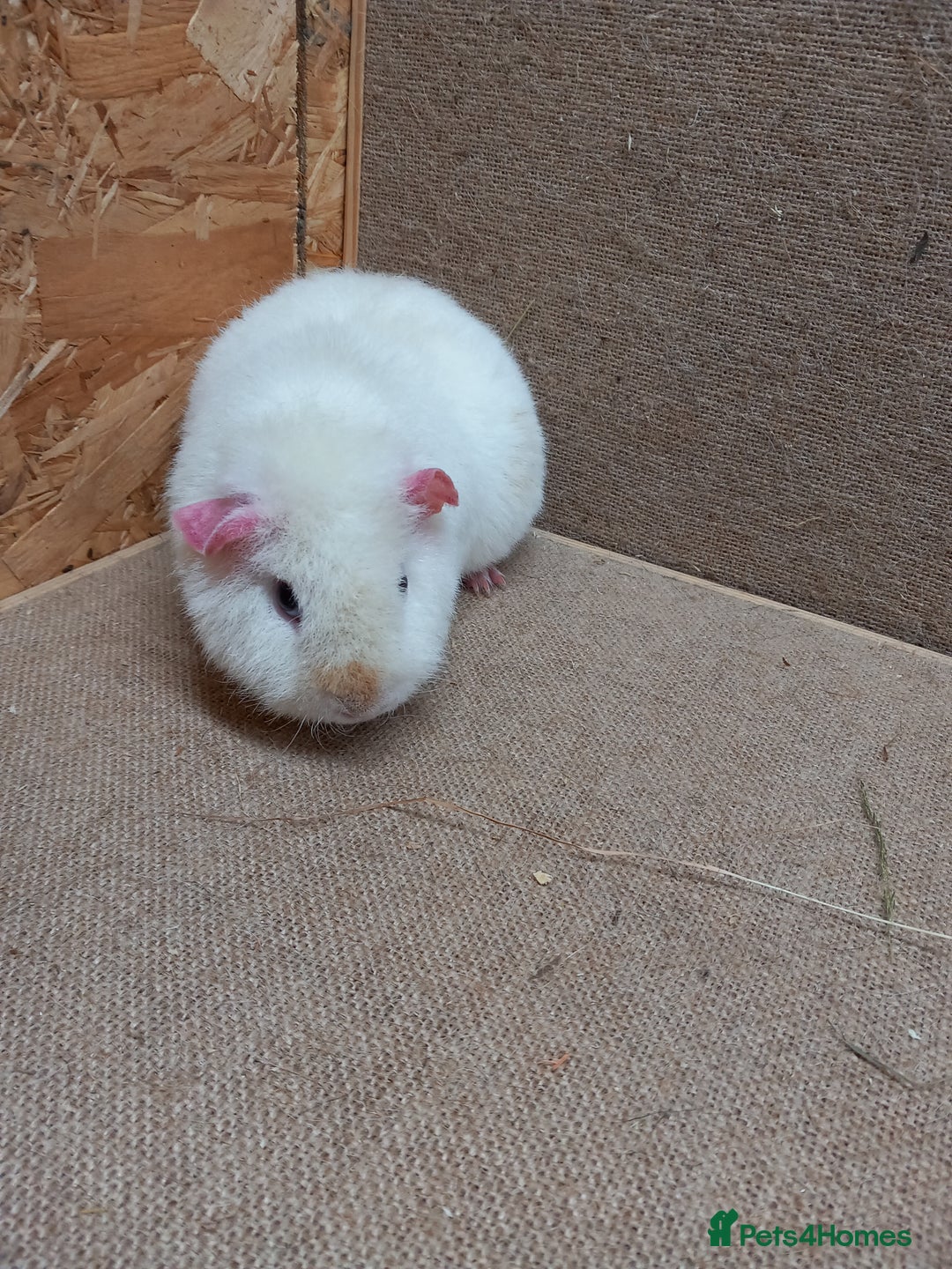 Guinea Pig rodents for sale: Teddy guinea pigs  - Advert 2