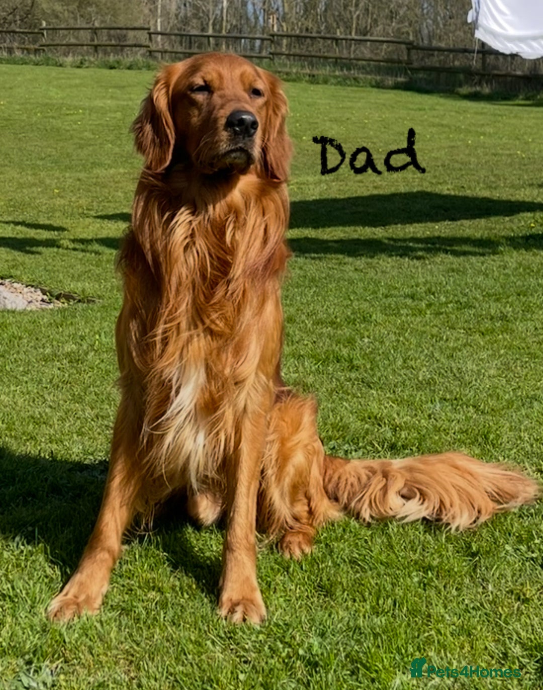 Golden Retriever dogs for sale: KC Registered Red/Golden Retriever Puppies - Advert 6