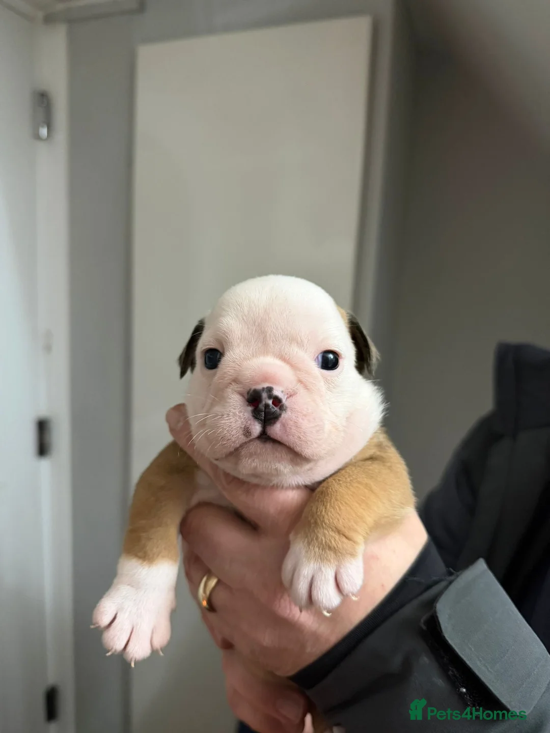 English Bulldog dogs for sale: *2 Boys* Bulldog Puppies - KC Standard/Registered - Advert 6