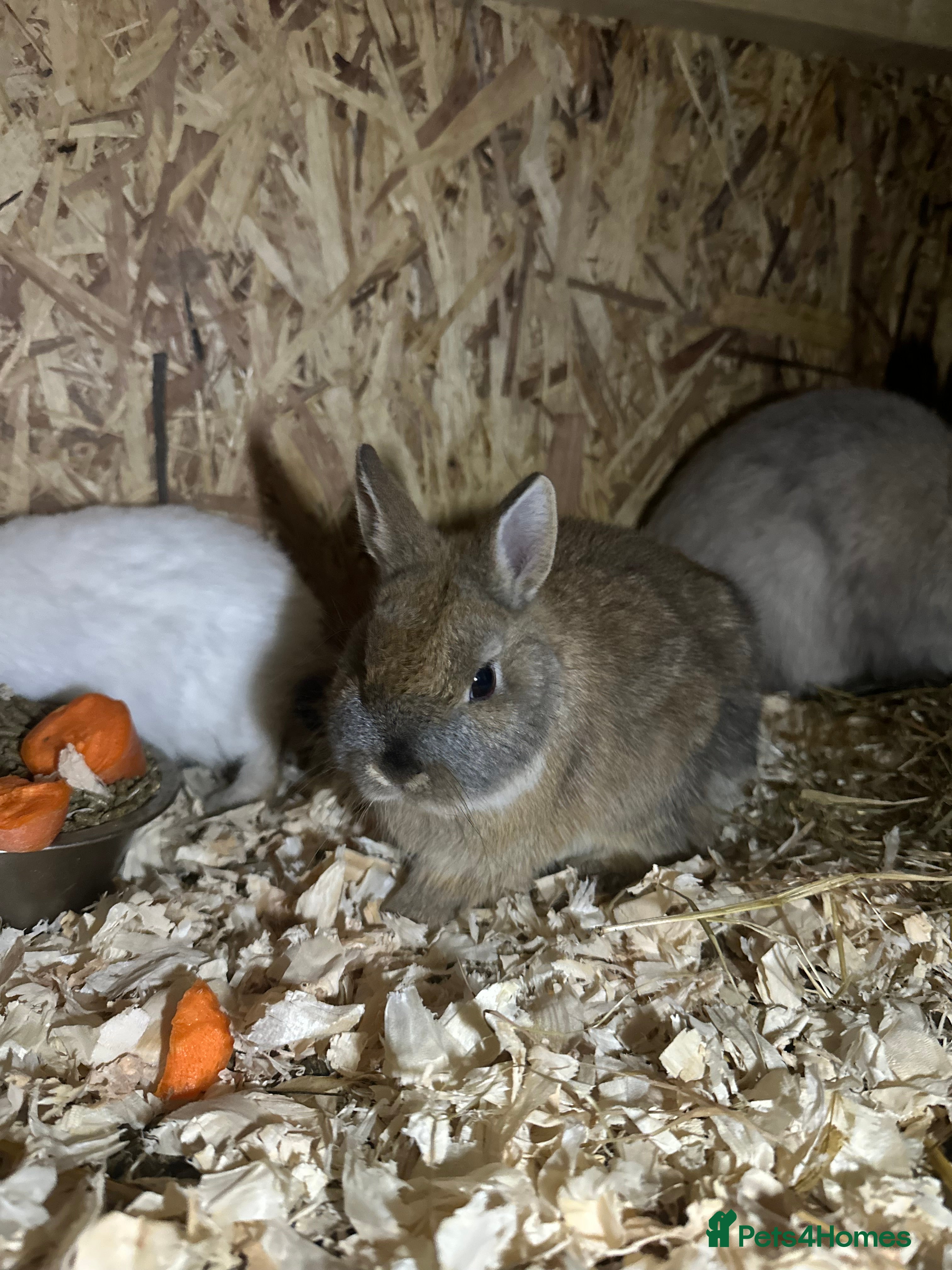 Netherland Dwarf rabbits Baby netherland dwarfs  - Advert 12