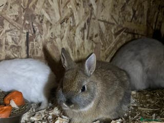 Netherland Dwarf rabbits Baby netherland dwarfs - Advert 12
