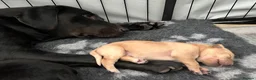 Labrador Retriever dogs for sale: 7 Labrador puppies available. 2 boys, 5 girls.  - Advert 20