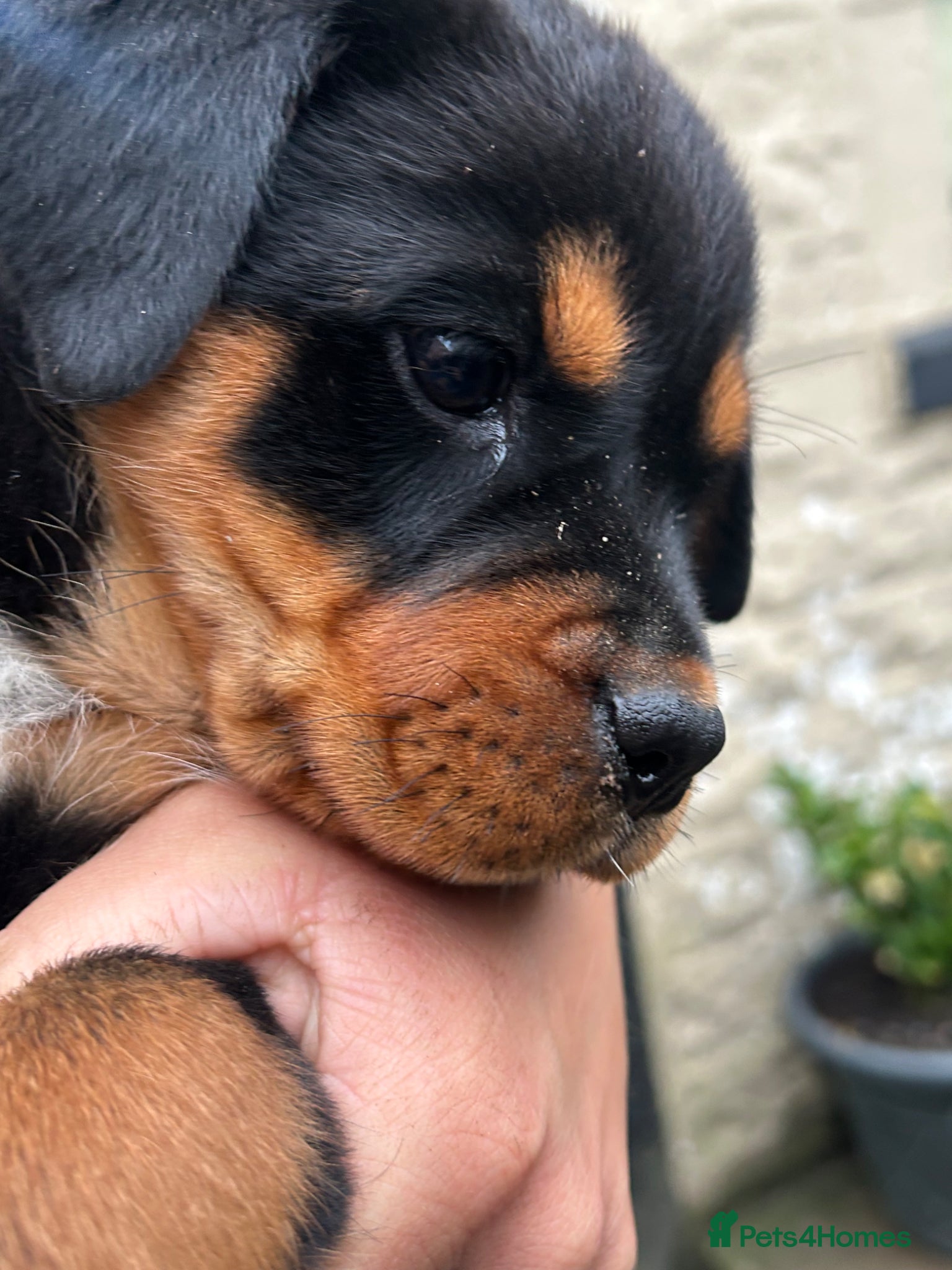 Rottweiler dogs 1 GIRL LEFT 🧡🖤chunky Rottweiler puppies  - Advert 10