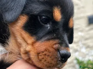 Rottweiler dogs 1 GIRL LEFT 🧡🖤chunky Rottweiler puppies - Advert 10