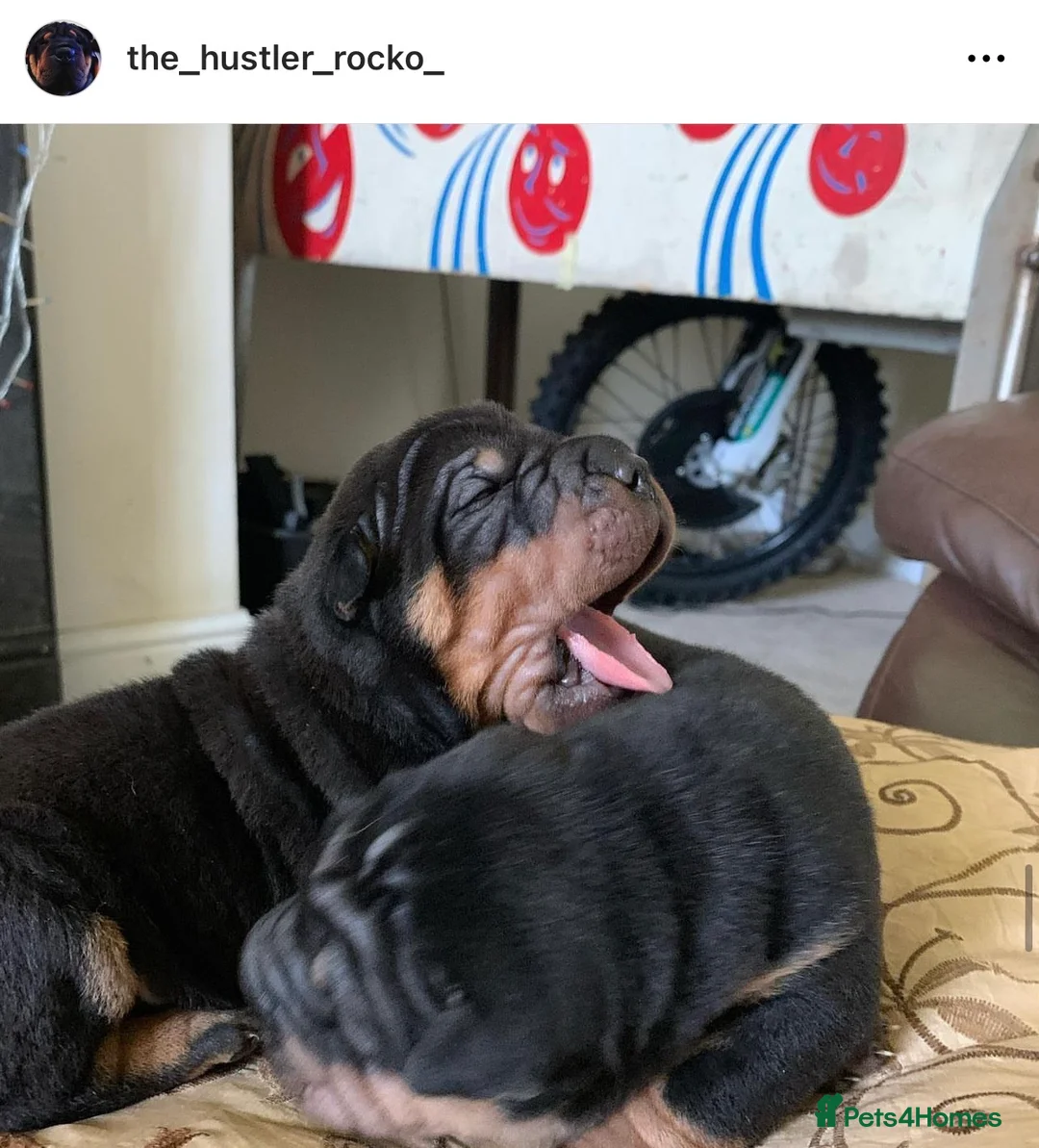 Shar Pei dogs for stud: THE HUSTLER BLACK AND TAN KC  in Scunthorpe - Advert 6