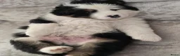 Australian Shepherd dogs for sale: Australian Shepherd  - Advert 13