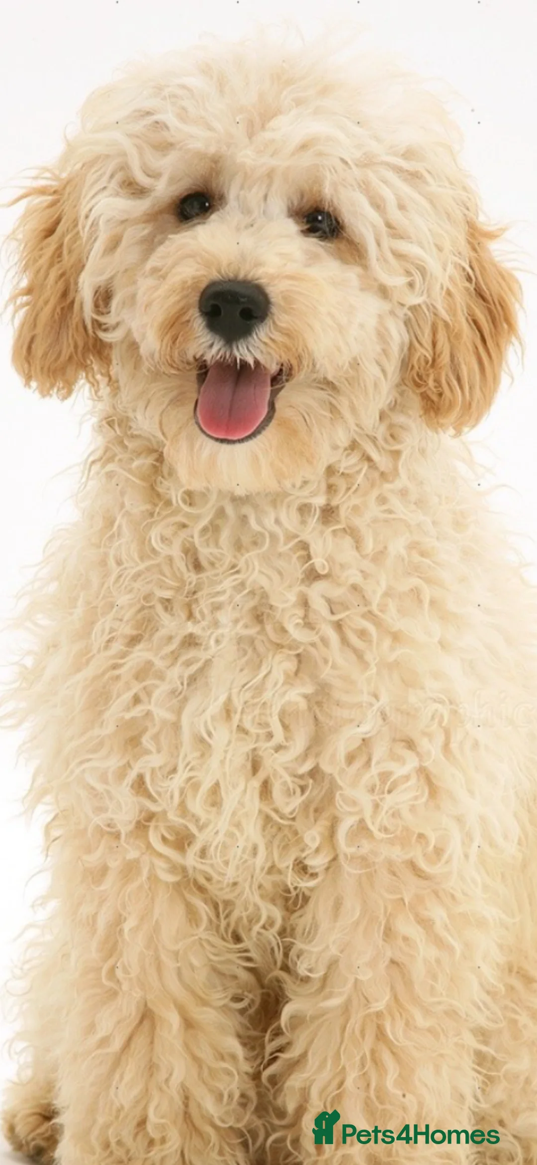 Miniature Poodle dogs for stud: Beautiful, healthy miniature poodle for stud - Advert 3