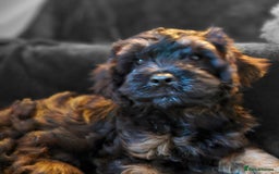 Cavapoo dogs for sale: Health tested Cavapoo puppies  - Image 2