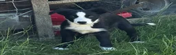 Border Collie dogs for sale: Handsome smooth coated border collie pups in Builth Wells - Advert 6